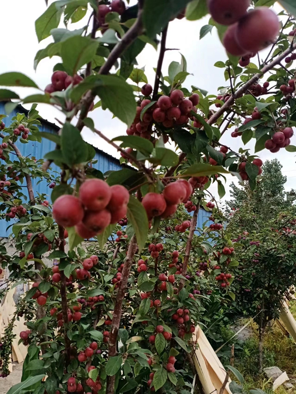 厂区环境